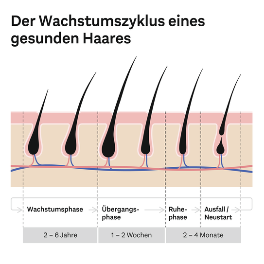 Der Wachstumszyklus eines gesunden Haares