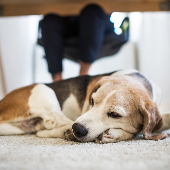 Ein Hund, der unter dem Schreibtisch im Home Office sitzt