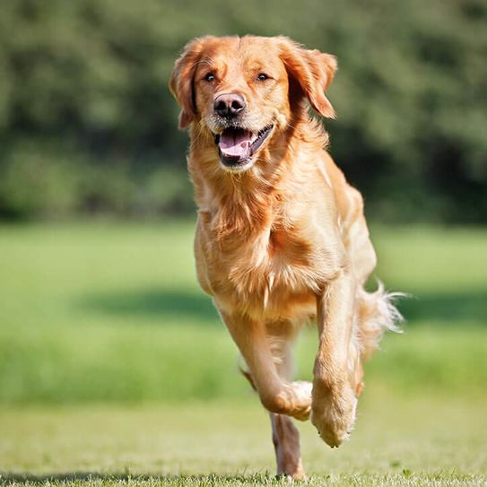 Golden Retriever läuft über eine Wiese | Doppelherz