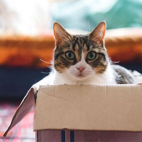 Katze spielt mit Boxen und Spielzeug 