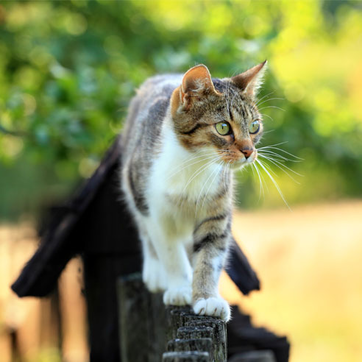 Katze lauft ueber einen Zaun | Doppelherz
