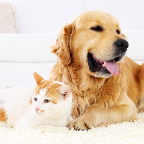 Hund und Katze kuscheln | Doppelherz
