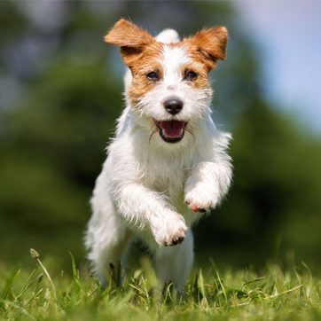 Kleiner Hund springt | Doppelherz