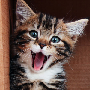 Lächelnde kleine Katze 