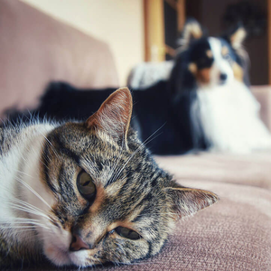 Katze und Hund auf Sofa 