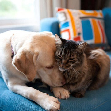 Hund und Katze kuscheln miteinander auf Sofa | Doppelherz