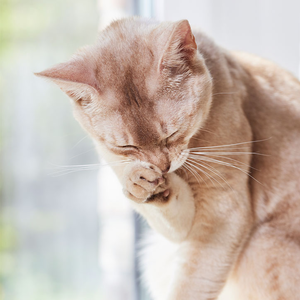 Katze putzt sich 