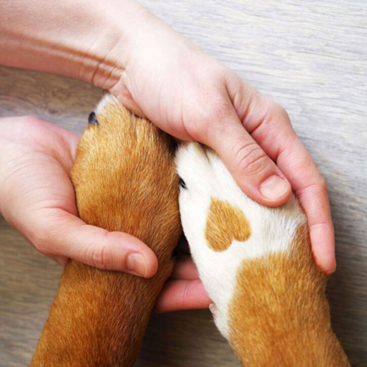 Gesunde Hundepfote | Doppelherz für Tiere